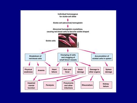 B. Balancing selection of sickle cell trait 1. heterozygotes -  survival rate against malaria - about 1 in 5 in African populations at risk for.