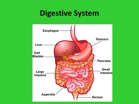 Digestive System.