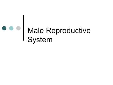 Male Reproductive System