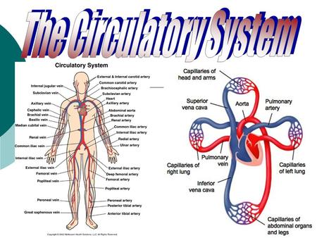 Life Process of Transport  absorption -diffusion in and out of materials  circulation moving materials around.