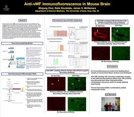 23W!~ Anti-vWF Immunofluorescence in Mouse Brain Minjung Choi, Katie Stockdale, James O. McNamara Department of Internal Medicine, The University of Iowa,