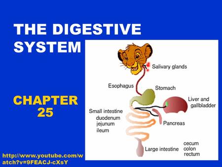 THE DIGESTIVE SYSTEM CHAPTER 25  atch?v=9FEACJ-cXsY.