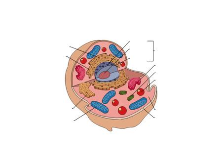 Discovering Cells Cell-Basic unit of structure and function of living things. Microscope-Allowed discovery of cells. First microscope was a simple lens.