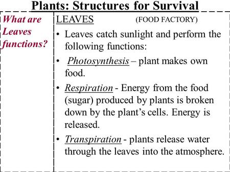 Plants: Structures for Survival LEAVES Leaves catch sunlight and perform the following functions: Photosynthesis – plant makes own food. Respiration -