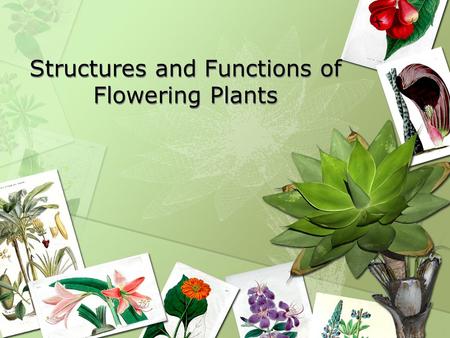 Structures and Functions of Flowering Plants. Functions of Structures of Flowering Plants Defense Thorns –Sharp outgrowths from the stems of some plants.