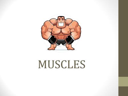 MUSCLES. 3 main categories of muscles : https://www.youtube.com/watch?v=C6u0u_59UDc Smooth- Another name is visceral muscle Involuntary muscles- have.