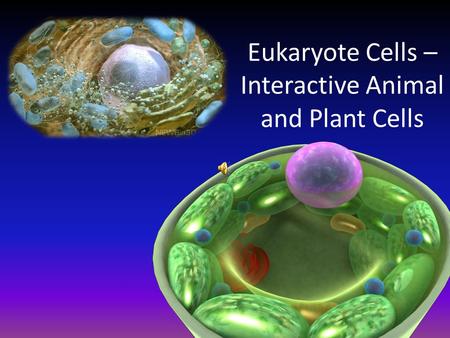 Eukaryote Cells – Interactive Animal and Plant Cells.