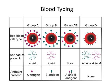 Blood Typing. What is the use of blood typing? Each person’s blood is different due to the presence of antigens on the surface of red blood cells. Before.