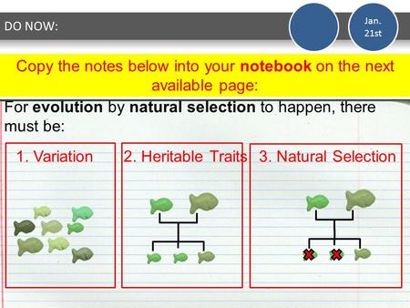 For evolution by natural selection to happen, there must be: Jan. 21st DO NOW: 1. Variation 2. Heritable Traits 3. Natural Selection Copy the notes below.