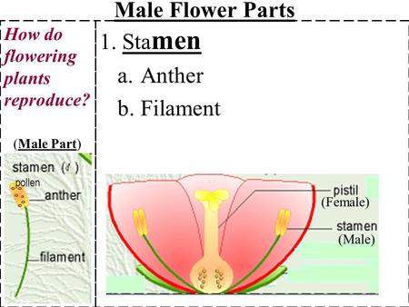 Male Flower Parts 1. Stamen Anther Filament