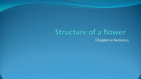 Chapter 10 Section 5. Angiosperms Angiosperm: a flowering plant o Two traits:  Produce flowers  Seeds are inside fruits.