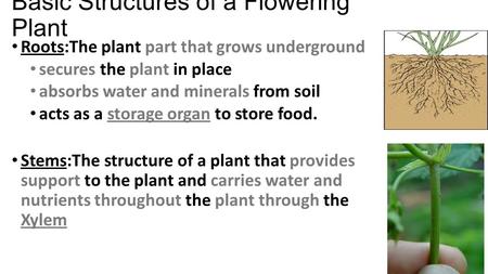 Basic Structures of a Flowering Plant Roots:The plant part that grows underground secures the plant in place absorbs water and minerals from soil acts.