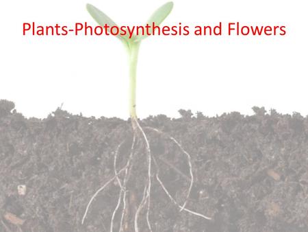 Plants-Photosynthesis and Flowers. Leaves photosynthetic organs Leaves are photosynthetic organs for plants – they absorb sunlight to make food using.