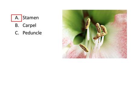 A.Stamen B.Carpel C.Peduncle. A.Stamen B.Carpel C.Peduncle.