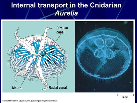 Internal transport in the Cnidarian Aurelia. Open and Closed Circulatory Systems.