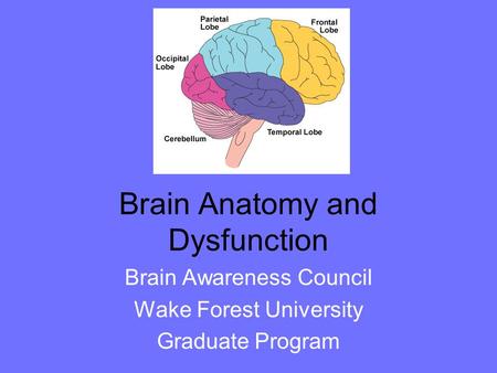 Brain Anatomy and Dysfunction Brain Awareness Council Wake Forest University Graduate Program.