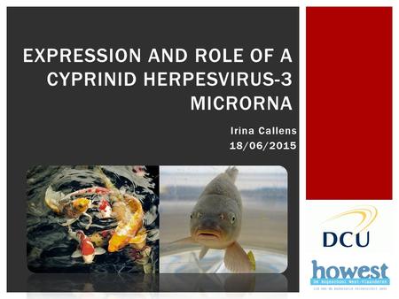 Irina Callens 18/06/2015 EXPRESSION AND ROLE OF A CYPRINID HERPESVIRUS-3 MICRORNA.