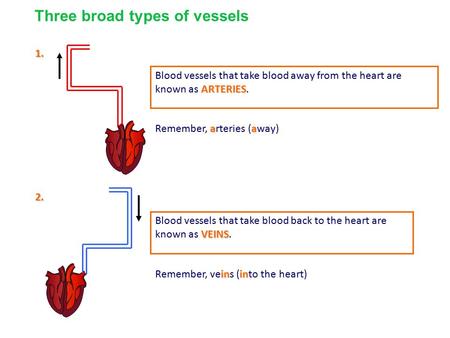 1. ARTERIES Blood vessels that take blood away from the heart are known as ARTERIES. 2. VEINS Blood vessels that take blood back to the heart are known.