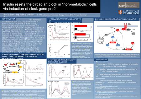 4 / EFFECT OF INSULIN IS VIA PI3K BUT IS GLUCOSE INDEPENDENT Introduction The mammalian circadian clock is an endogenous daily rhythm in behavioural and.