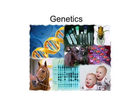 Genetics. Mitosis Makes body cells Daughter cells are identical to parent cells Asexual 1 Diploid Cell > 2 Diploid Cells.