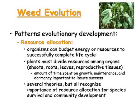 Weed Evolution Patterns evolutionary development:Patterns evolutionary development: –Resource allocation: organisms can budget energy or resources to successfully.