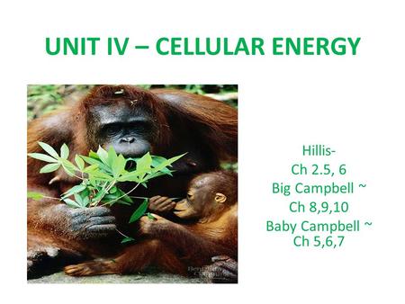 UNIT IV – CELLULAR ENERGY Hillis- Ch 2.5, 6 Big Campbell ~ Ch 8,9,10 Baby Campbell ~ Ch 5,6,7.