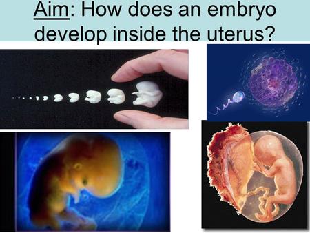 Aim: How does an embryo develop inside the uterus?