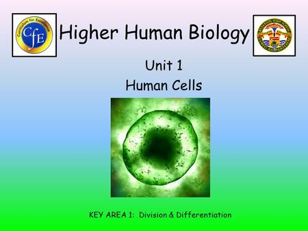 Higher Human Biology Unit 1 Human Cells KEY AREA 1: Division & Differentiation.