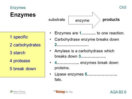 Enzymes 1 specific 2 carbohydrates 3 starch 4 protease 5 break down