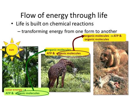 Flow of energy through life Life is built on chemical reactions – transforming energy from one form to another organic molecules  ATP & organic molecules.