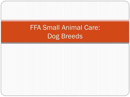 FFA Small Animal Care: Dog Breeds. Weimaraner.