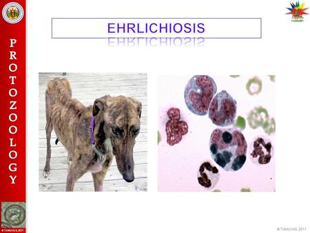 EHRLICHIOSIS.