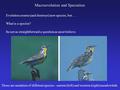 What is a species? Its not as straightforward a question as most believe. Macroevolution and Speciation Evolution creates (and destroys) new species, but.