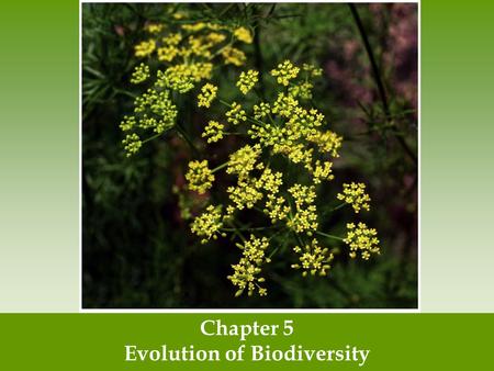 Chapter 5 Evolution of Biodiversity. Earth is home to a tremendous diversity of species Remember: Ecosystem diversity - the variety of ecosystems within.