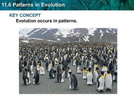 11.6 Patterns in Evolution KEY CONCEPT Evolution occurs in patterns.