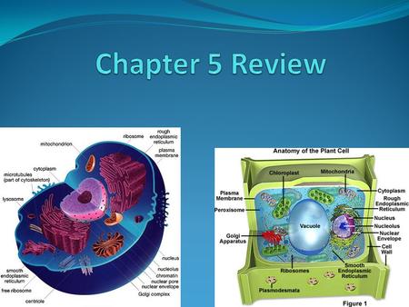 The Discovery of Cells Later, the observations of Matthias Schleiden and Theodore Schwann (1830’s) lead to the cell theory: All organisms are made of.