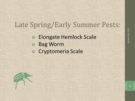 Late Spring/Early Summer Pests:  Elongate Hemlock Scale  Bag Worm  Cryptomeria Scale January 26, 2013 1.