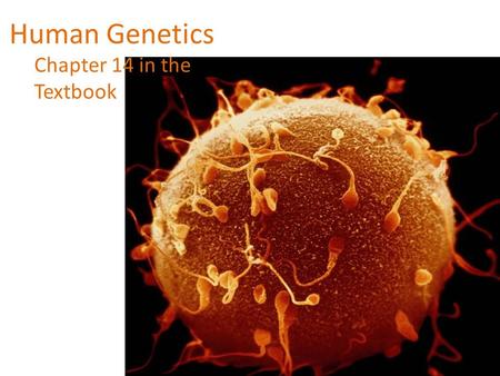 Human Genetics Chapter 14 in the Textbook. Human Chromosomes What makes us different from other animals such as a chimpanzee or earthworm? If the genome.