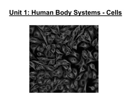 Unit 1: Human Body Systems - Cells. Cells are important to study because… They are the _____________________ They are the ________________ of all living.