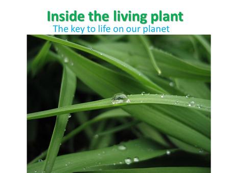 Inside the living plant The key to life on our planet.