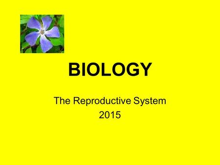 BIOLOGY The Reproductive System 2015. Function of the REPRODUCTIVE SYSTEM produces, stores, and releases specialized reproductive cells known as gametes.