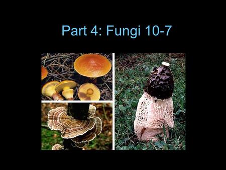 Part 4: Fungi 10-7. Traits Multicellular, eukaryotic, non-motile Cell walls made of chitin Heterotrophic (absorb food!) –Have filaments called hyphae…used.