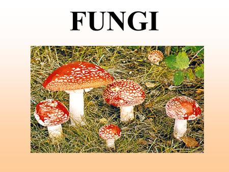 FUNGI. Fungi Kingdom Eukaryotes. Use spores to reproduce. Heterotrophs cannot make their own food. Need warm, moist places to grow. Examples: yeast, molds.