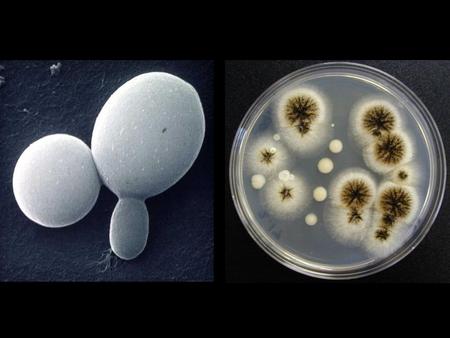 Baker’s Yeast Sacharomyces cerevisiae Kingdom Fungi Division Ascomycota.