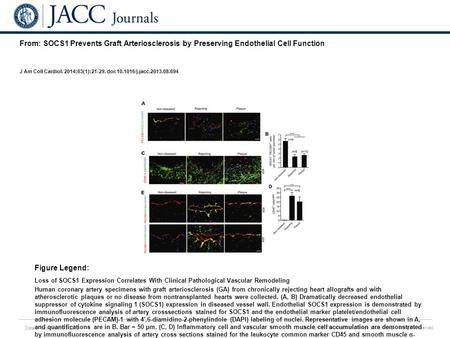 Date of download: 6/3/2016 Copyright © The American College of Cardiology. All rights reserved. From: SOCS1 Prevents Graft Arteriosclerosis by Preserving.