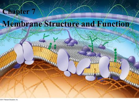 Membrane Structure and Function Chapter 7. Overview: Life at the Edge The plasma membrane is the boundary that separates the living cell from its surroundings.