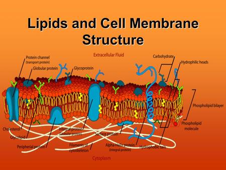 Lipids and Cell Membrane Structure. Lipids make up MOST of the cell membrane Lipids are not soluble in water Lipids store large amounts of energy The.