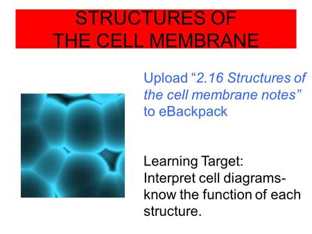 STRUCTURES OF THE CELL MEMBRANE Upload “2.16 Structures of the cell membrane notes” to eBackpack Learning Target: Interpret cell diagrams- know the function.