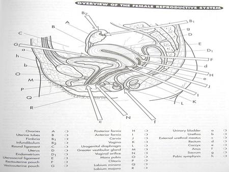 Color what we know: Grey Urethra (b) drains bladder Brown Rectum (d) fecal storage Anus (f) expels fecal matter Black Urinary bladder (a) stores urine.