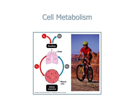 Cell Metabolism. BIG PICTURE BIG PICTURE The sun provides the energy that powers all life The sun provides the energy that powers all life Animals depend.